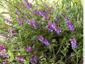 เมื่อใดจึงควรปลูกพืชตระกูลถั่วเป็นปุ๋ยพืชสด สำหรับพืชชนิดใดและใช้อย่างไร การเพาะปลูก