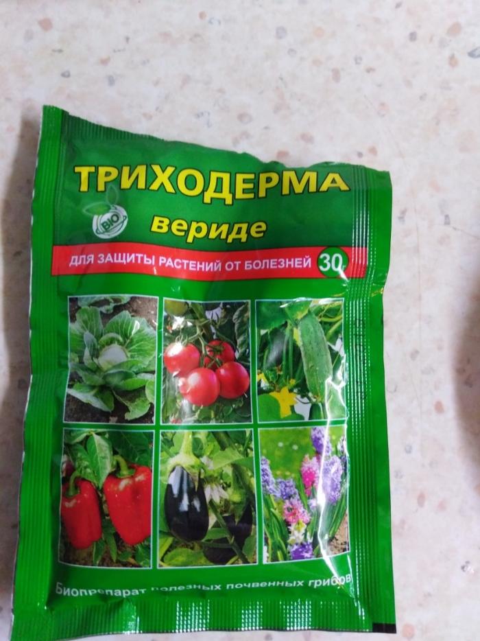 ไตรโคเดอร์มาเวิร์ด