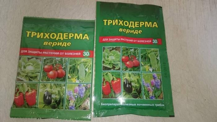 ไตรโคเดอร์มาเวิร์ด