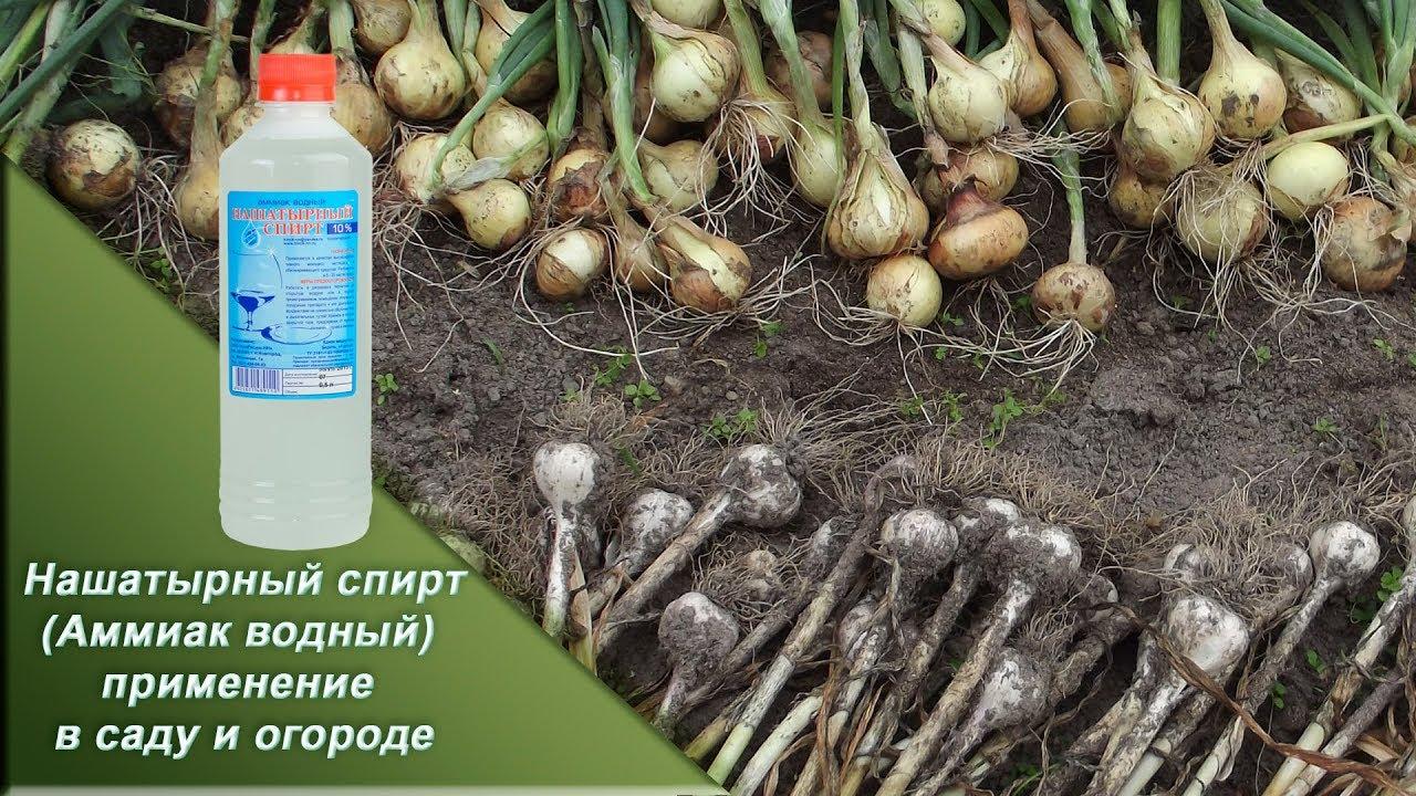 แอมโมเนียสำหรับกระเทียม