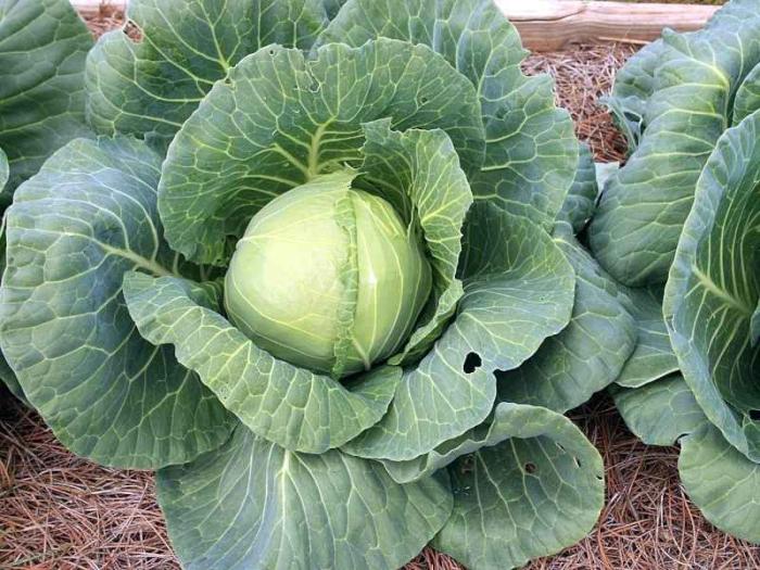 ปุ๋ยมูลวัวสำหรับแตงโม