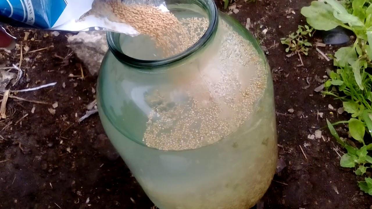 nourrir les plantes avec de l'engrais à base de levure