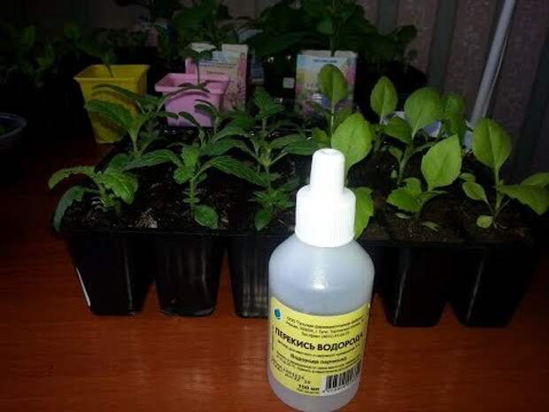 ไฮโดรเจนเปอร์ออกไซด์สำหรับพืช