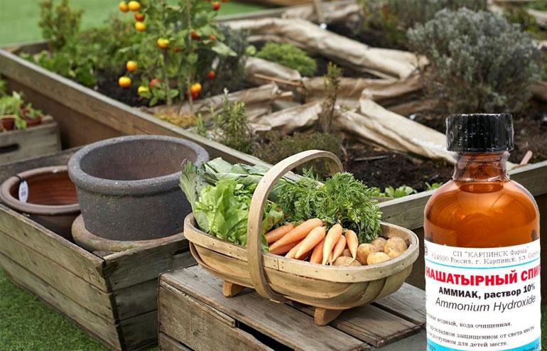 แอมโมเนีย