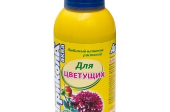 อากริโคลา