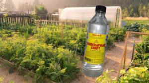 การใช้แอมโมเนียในสวนและสวนผัก: วิธีการทำสารละลาย