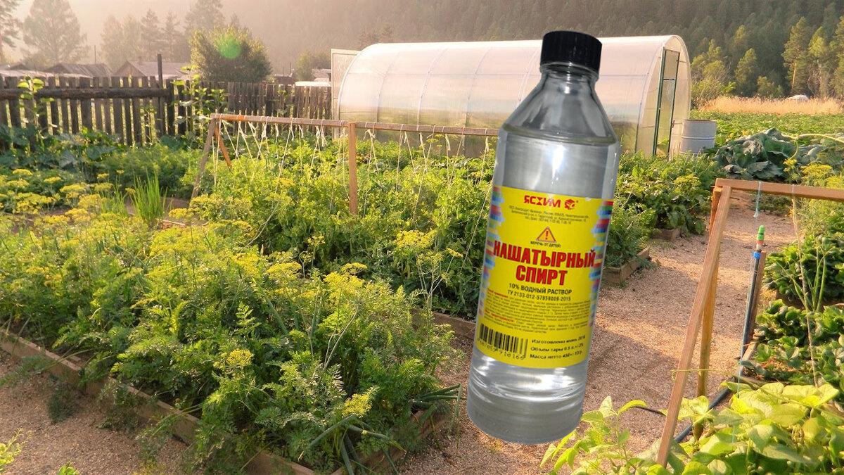 แอมโมเนีย