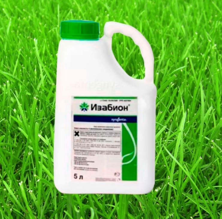 อิซาบิออน