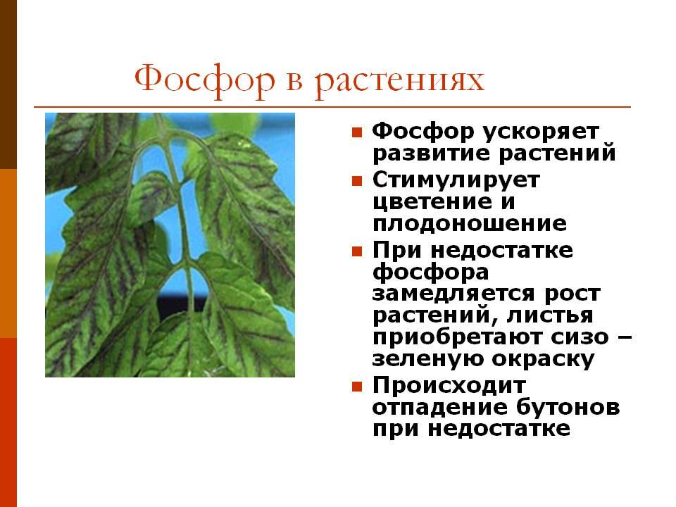 L'importance du phosphore pour les plantes