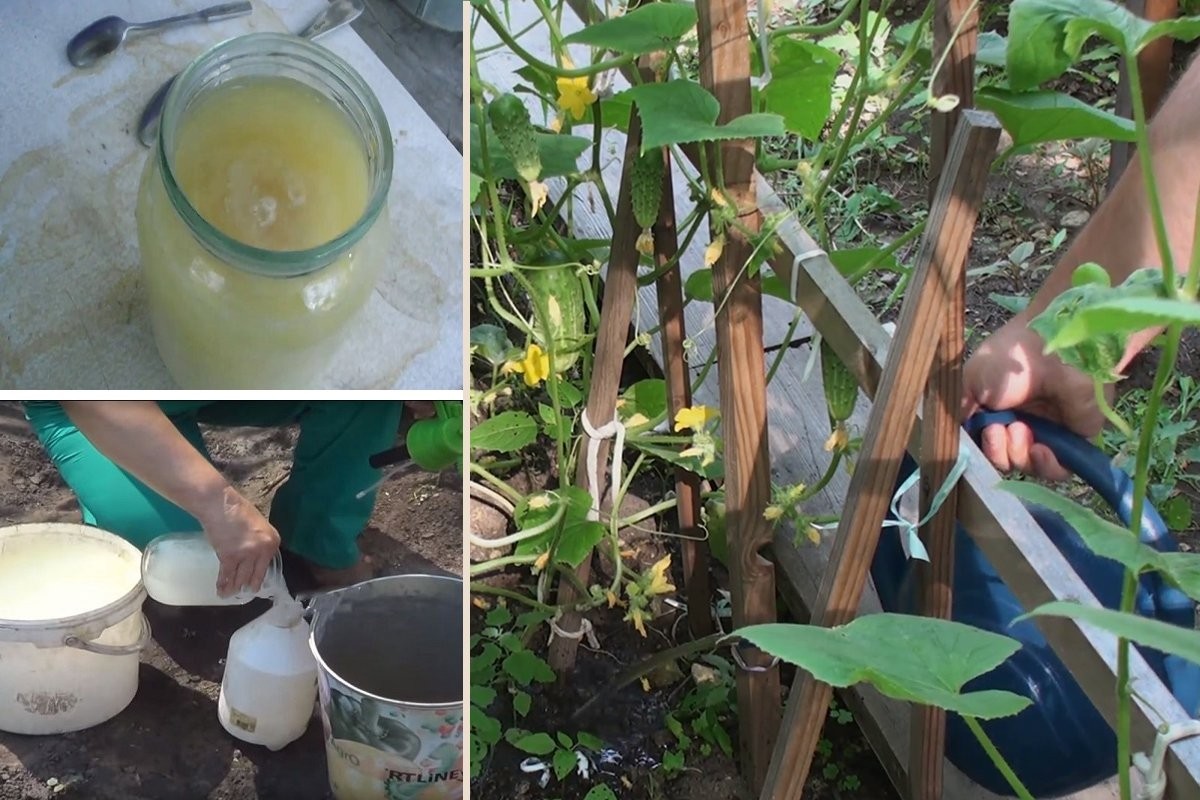 เซรั่มในสวน