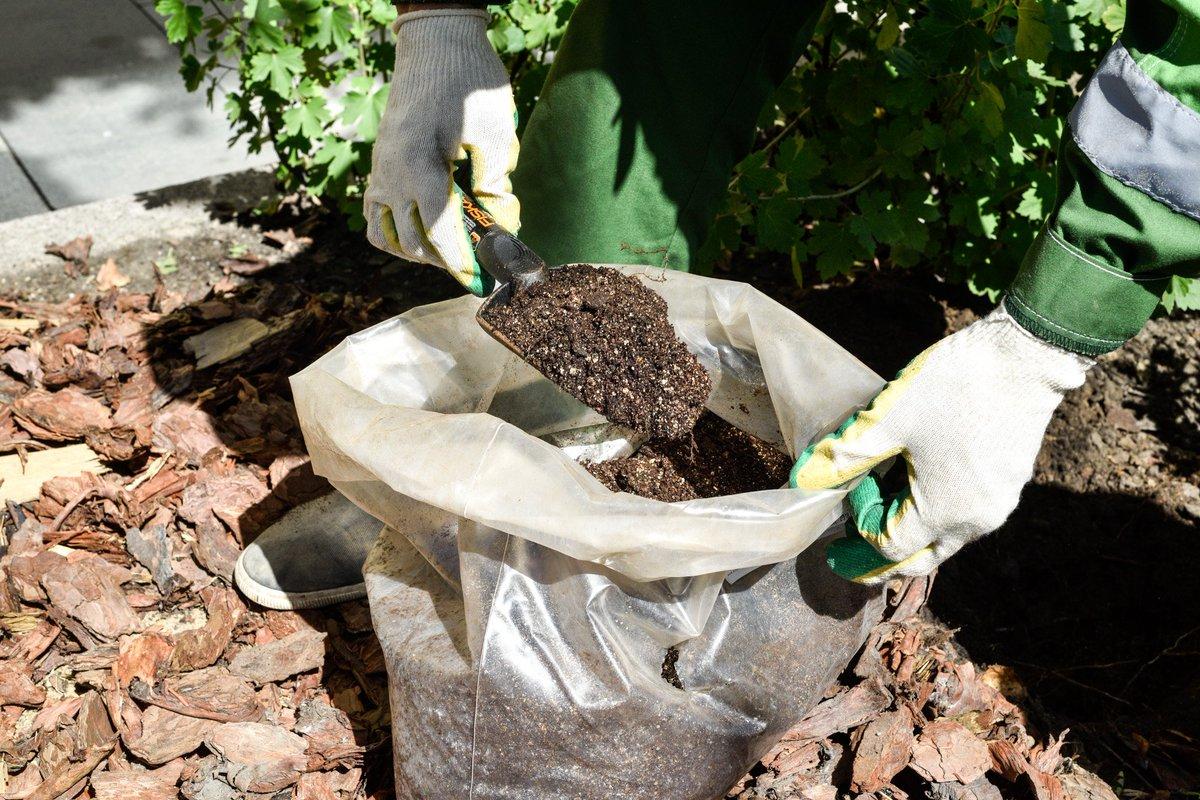 การใส่ปุ๋ยต้นสน