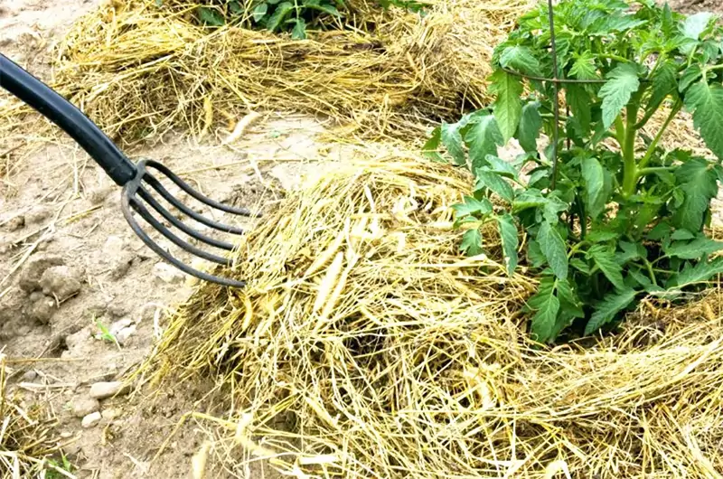 การคลุมด้วยฟาง