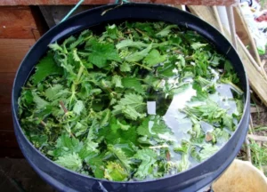 วิธีทำปุ๋ยพืชสดจากหญ้า – สูตรและวิธีใช้