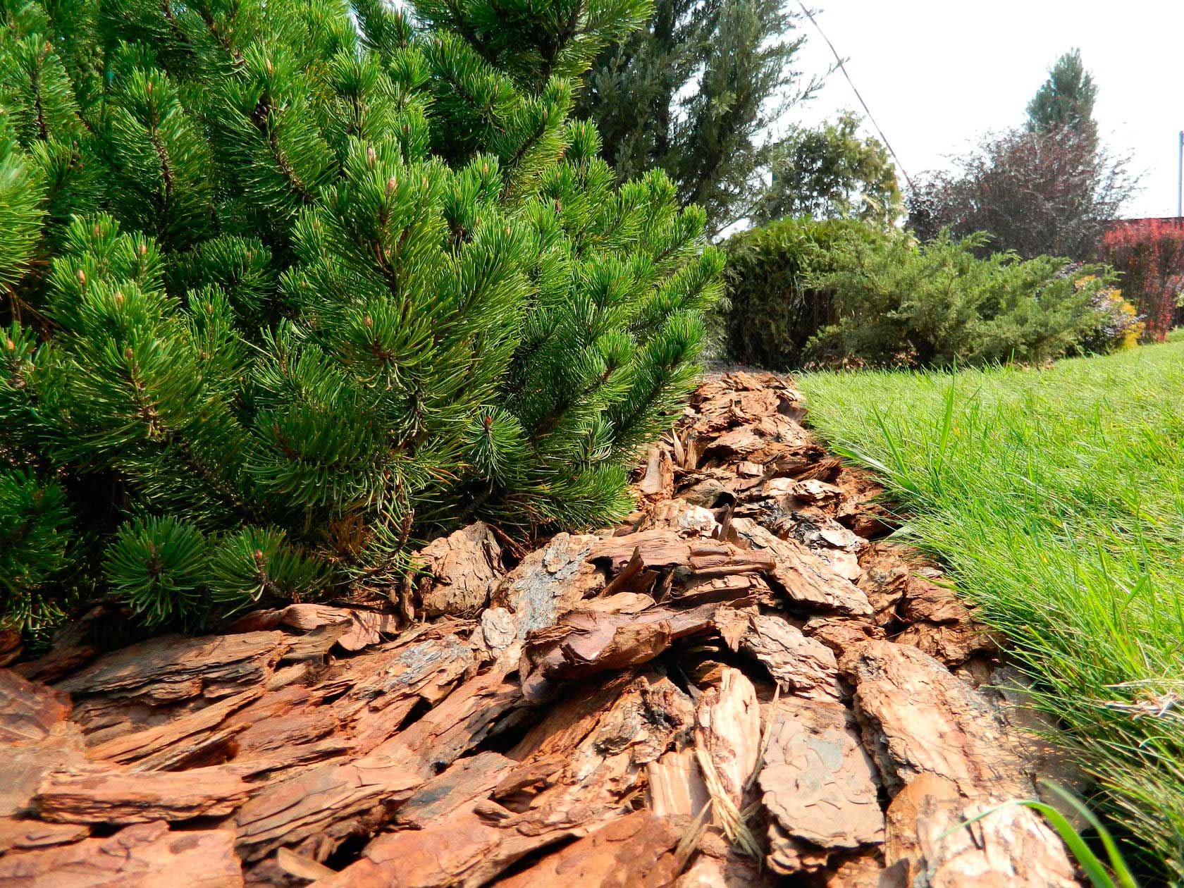 การคลุมด้วยเปลือกไม้