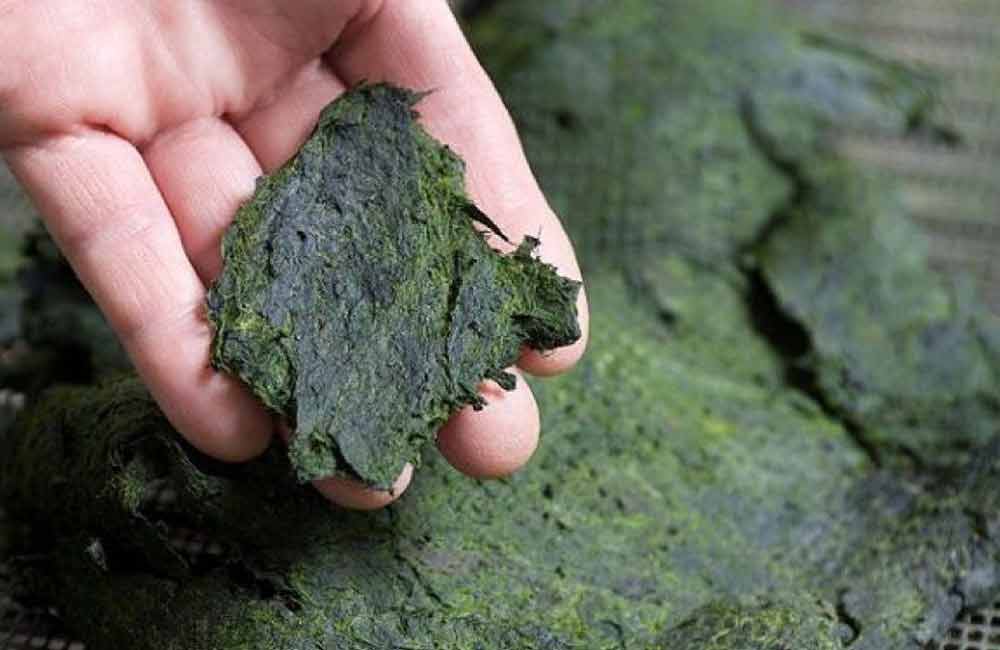 สาหร่ายตะกอนแม่น้ำ