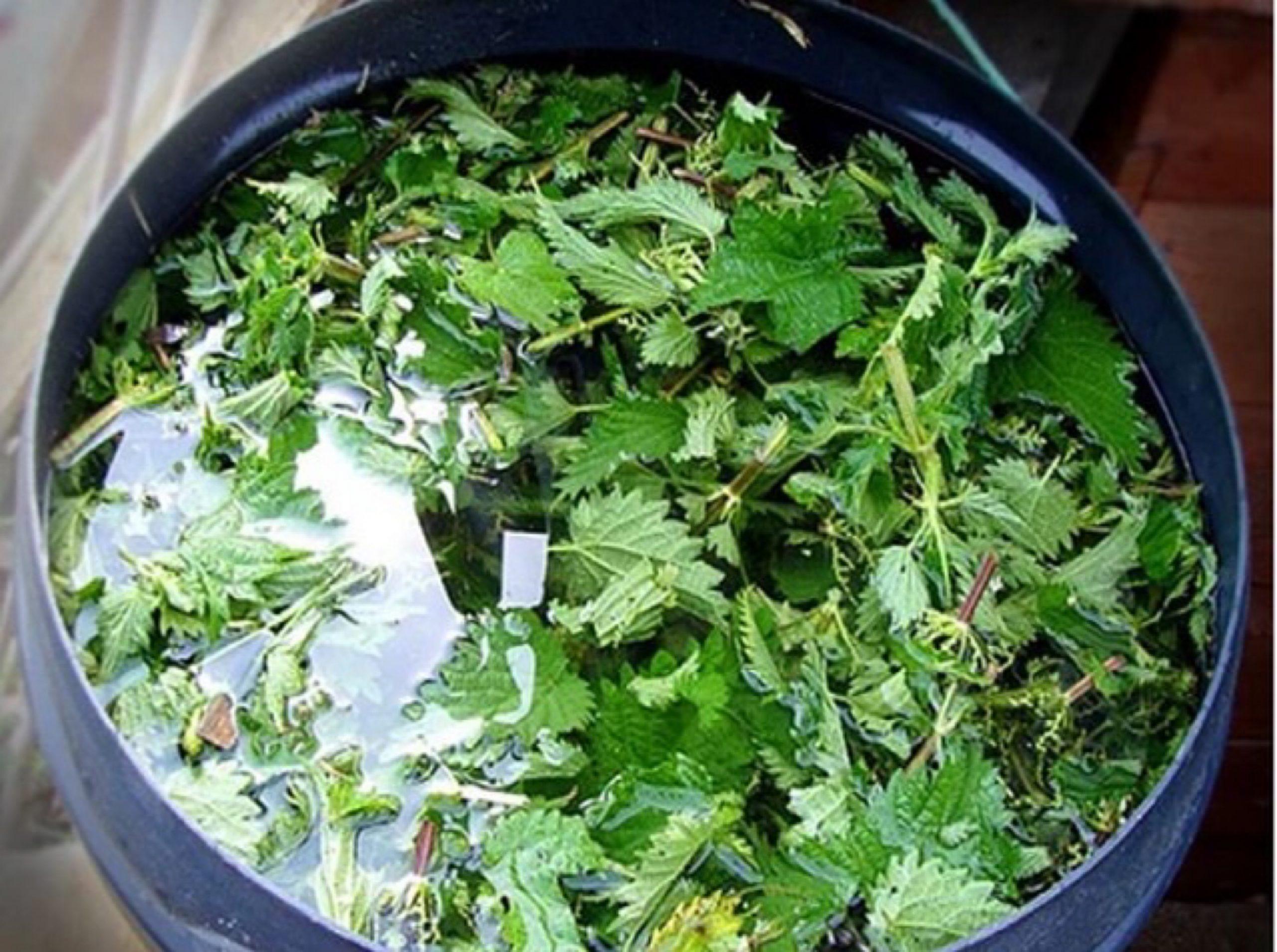 ปุ๋ยตำแย