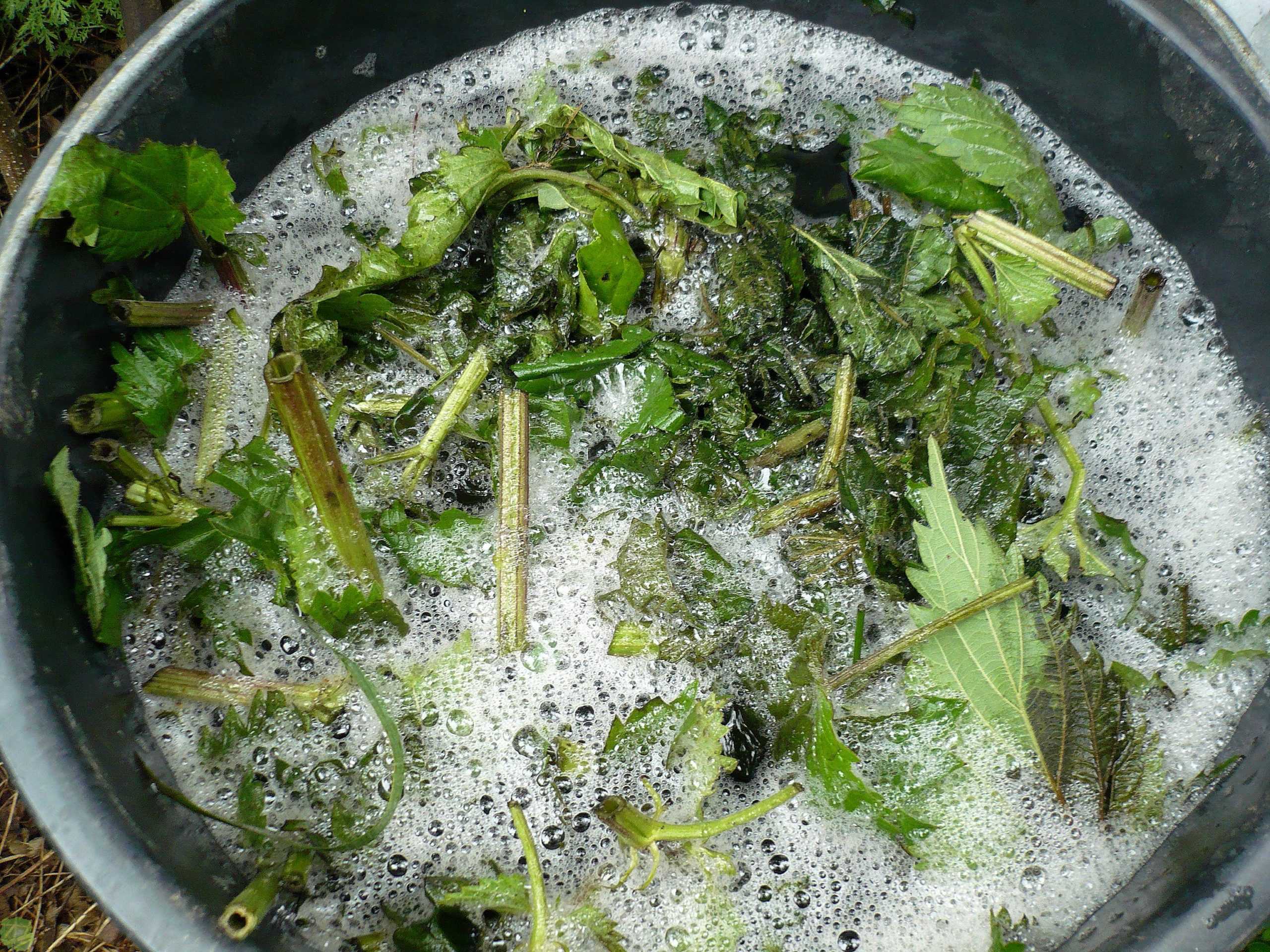 ภาพปุ๋ยตำแย