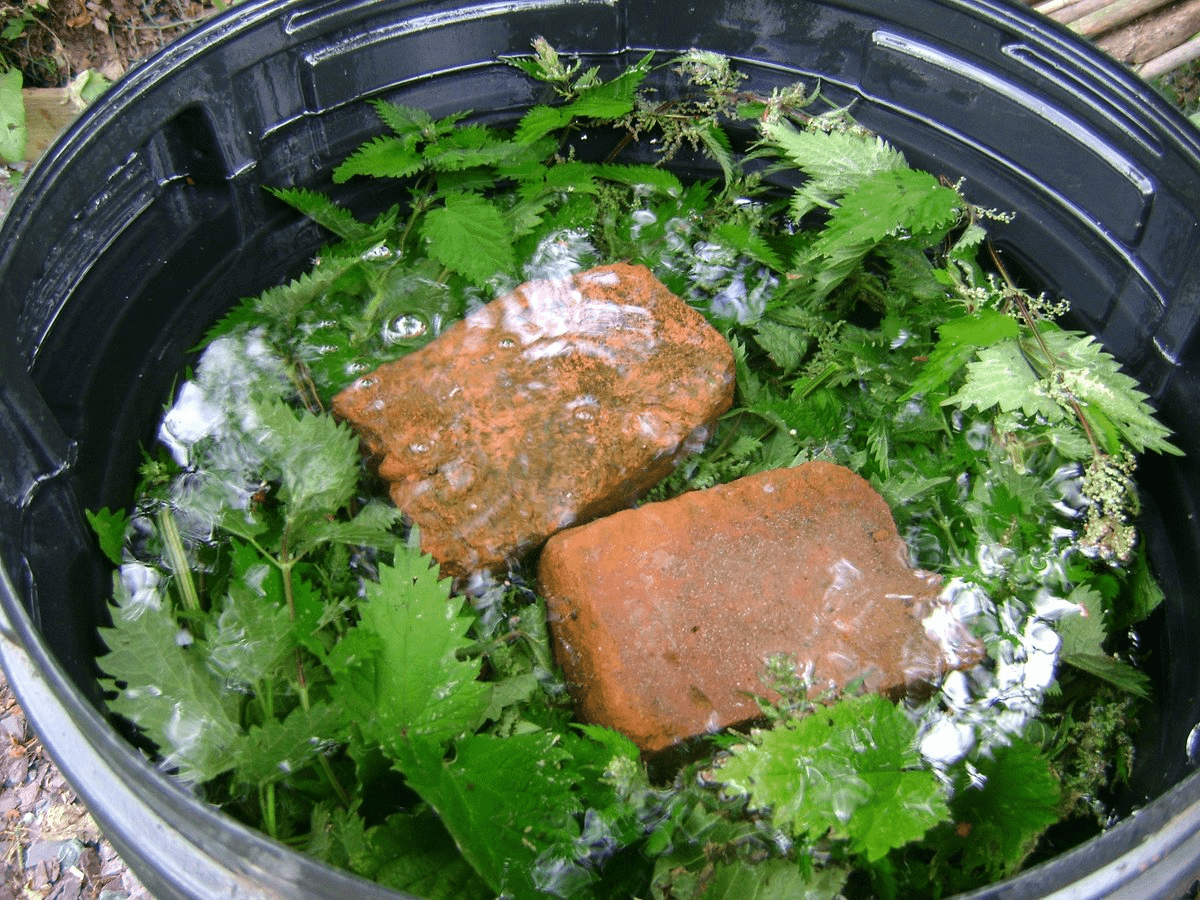 ภาพปุ๋ยตำแย