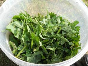 สูตรทำปุ๋ยตำแยง่ายๆ ด้วยตัวเอง