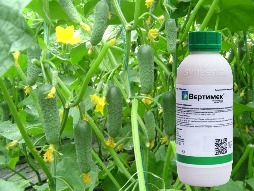 เวอร์ติเมก