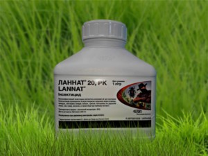Mode d'emploi de Lannat, dosage de l'insecticide et analogues