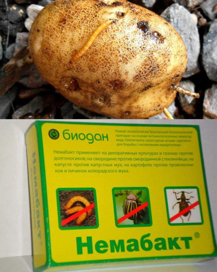 คำแนะนำในการใช้ Nemabact photo