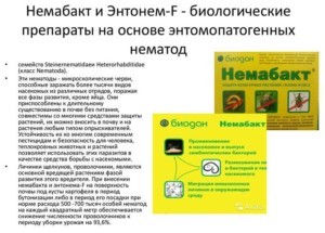 คำแนะนำสำหรับการใช้ Nemabact และส่วนประกอบของยา หลักการออกฤทธิ์