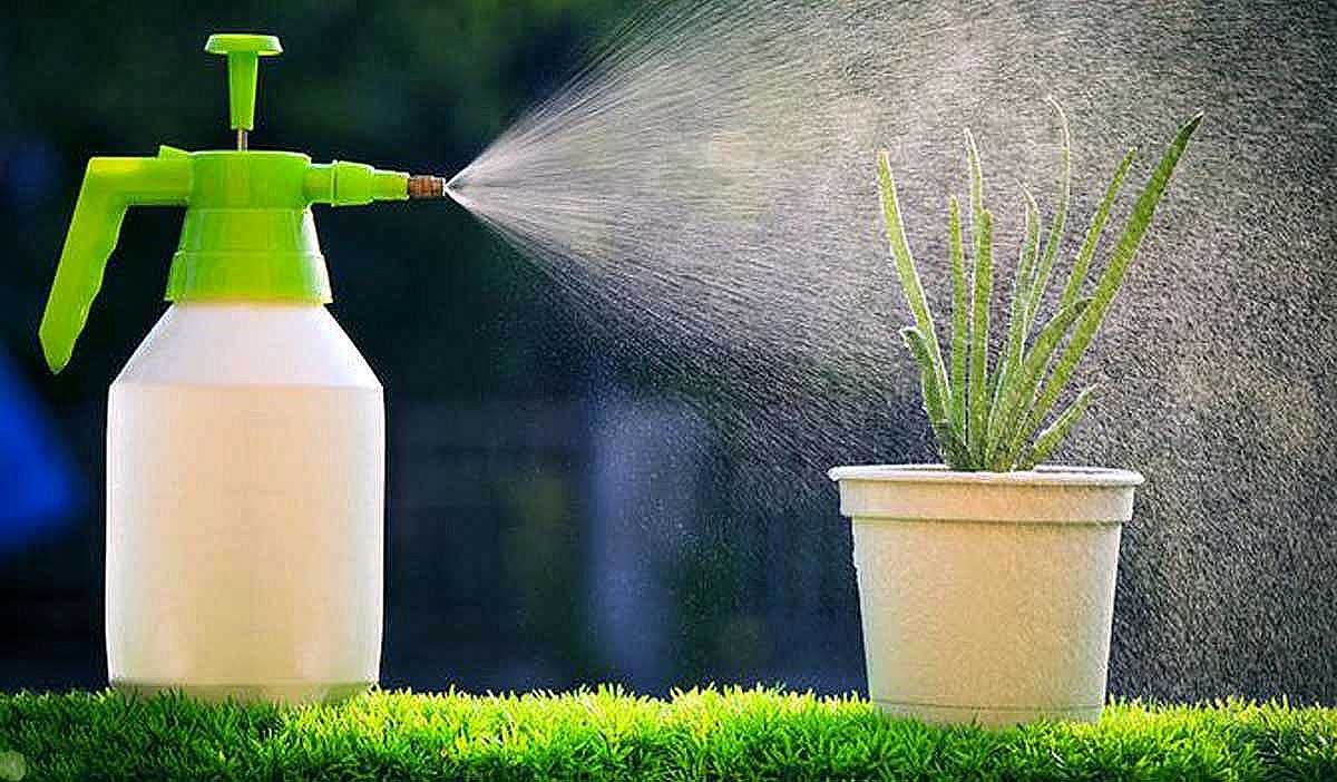 application photo tsipi plus